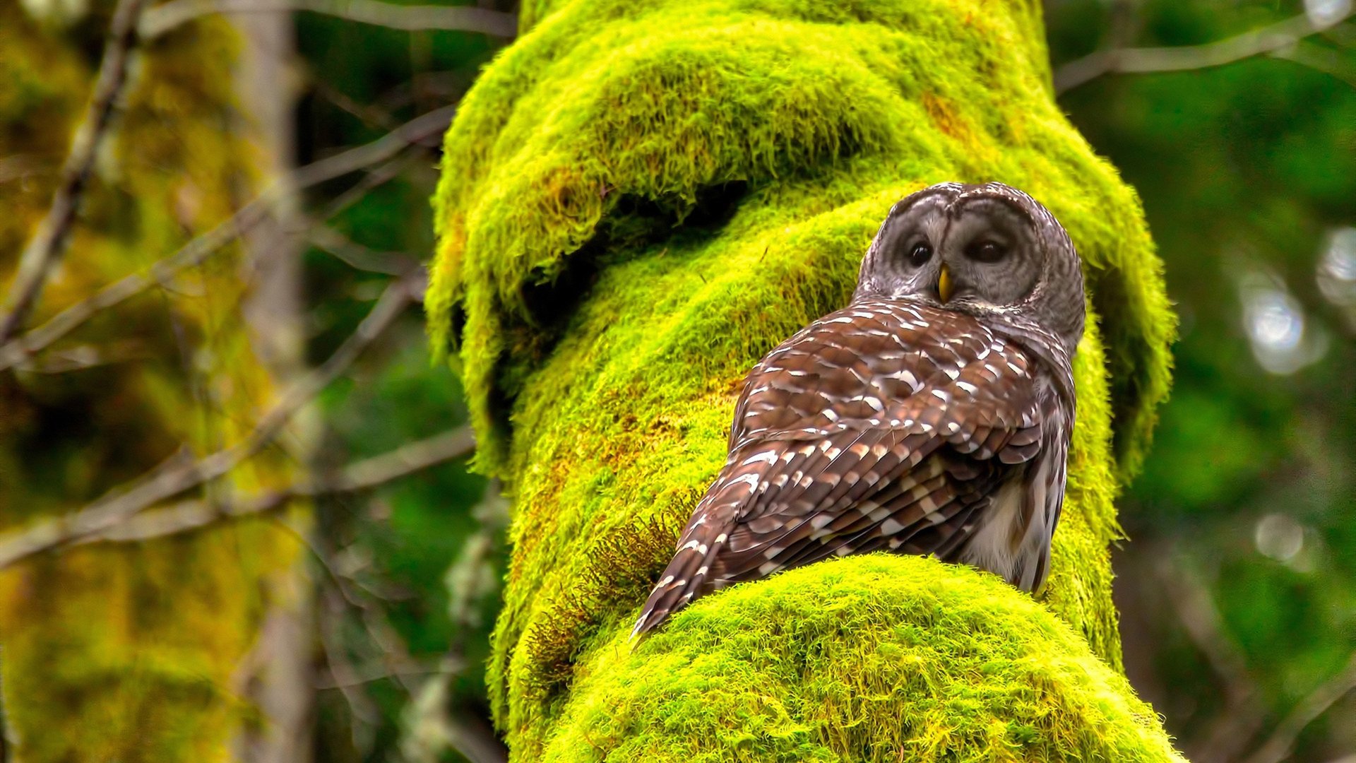 职业选手操作细节拆解成为教学素材宝库,职业选手的操作设置