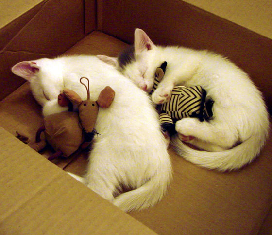 “安赫尔·巴尔博萨的精准进攻与战术执行力,助力美洲狮队在国际舞台屡创佳绩”