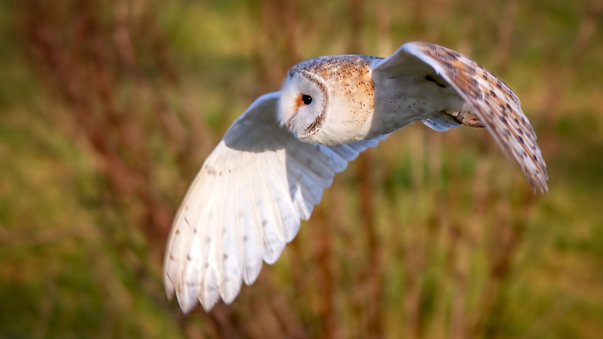 “安赫尔·巴尔博萨的精准进攻与战术执行力,助力美洲狮队在国际舞台屡创佳绩”